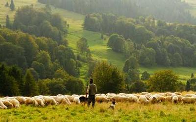Munnar’s Tea Gardens: Exploring the Scenic Trails and Flavorful Soul of Kerala’s Green Paradise